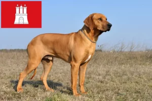 Read more about the article Rhodesian Ridgeback crescător și căței în Hamburg