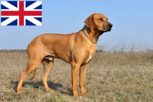Read more about the article Rhodesian Ridgeback crescători și căței în Marea Britanie