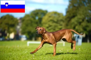 Read more about the article Rhodesian Ridgeback crescători și căței în Slovenia
