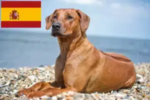 Read more about the article Rhodesian Ridgeback crescători și căței în Spania