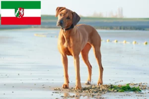 Read more about the article Rhodesian Ridgeback crescători și căței în Renania de Nord-Westfalia