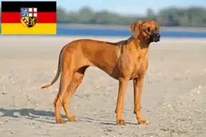 Read more about the article Rhodesian Ridgeback crescători și căței în Saarland