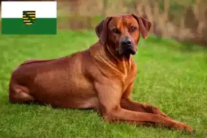 Read more about the article Rhodesian Ridgeback crescători și căței în Saxonia