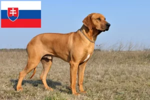 Read more about the article Rhodesian Ridgeback crescători și căței în Slovacia