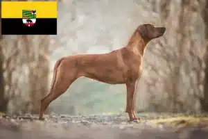 Read more about the article Rhodesian Ridgeback crescători și căței în Saxonia-Anhalt