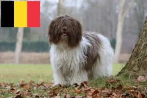 Read more about the article Schapendoes crescători și căței în Belgia