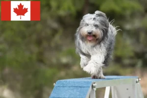 Read more about the article Schapendoes crescători și căței în Canada