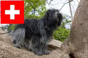 Read more about the article Schapendoes crescători și căței în Elveția