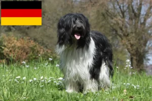 Read more about the article Schapendoes crescători și căței în Germania