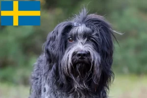 Read more about the article Schapendoes crescători și căței în Suedia
