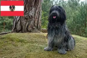 Read more about the article Schapendoes crescători și căței în Austria