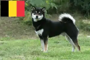 Read more about the article Shiba crescători și căței în Belgia