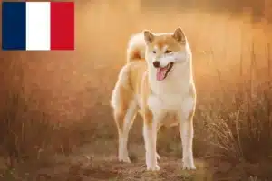 Read more about the article Shiba crescători și căței în Franța