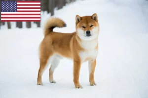 Read more about the article Shiba crescători și căței în SUA