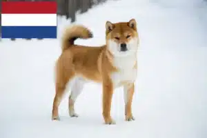 Read more about the article Shiba crescători și căței în Olanda