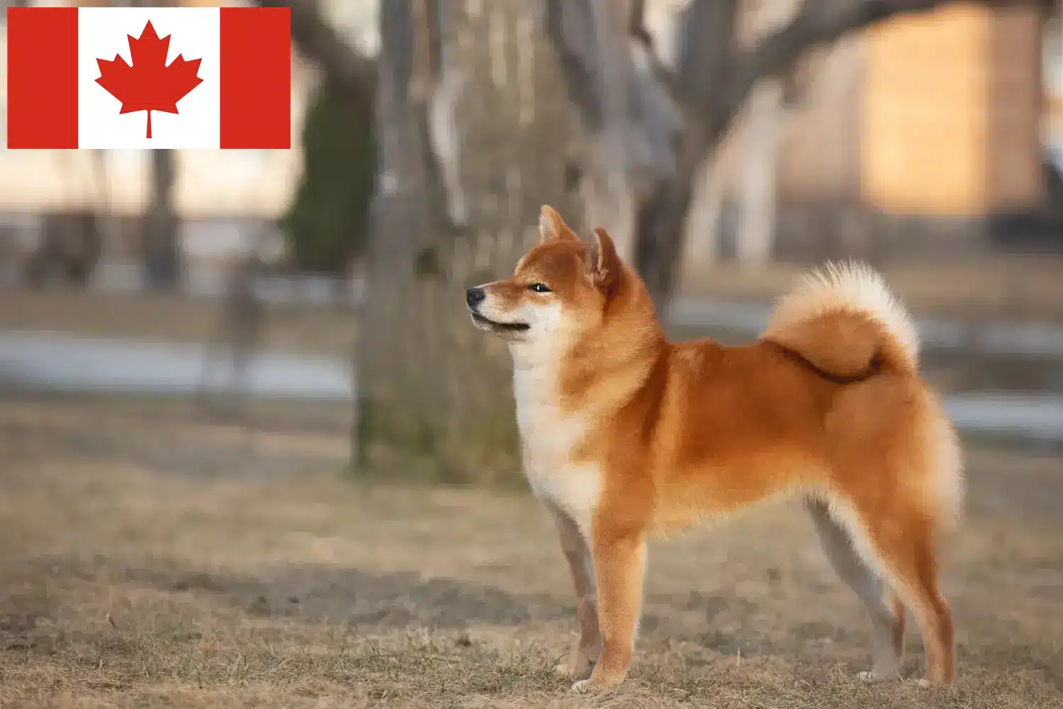 Shiba căței și crescători Canada Aici puteți găsi crescători de Shiba în Canada.