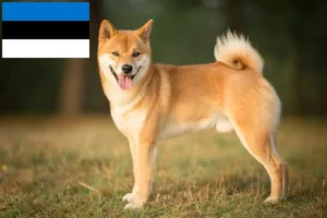 Read more about the article Shiba crescători și căței în Estonia