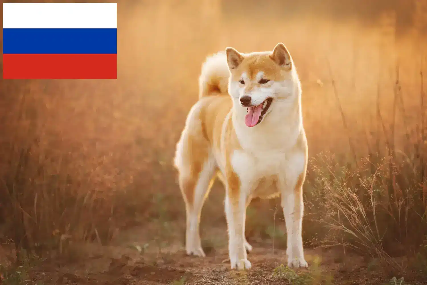 Shiba cățeluși și crescători de animale Rusia Aici puteți găsi crescători de Shiba în Rusia.