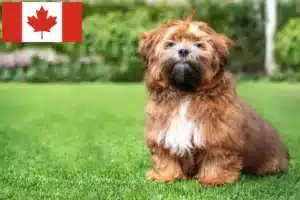 Read more about the article Shichon crescători și căței în Canada