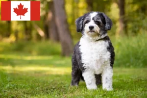 Read more about the article Shih-Poo crescători și căței în Canada