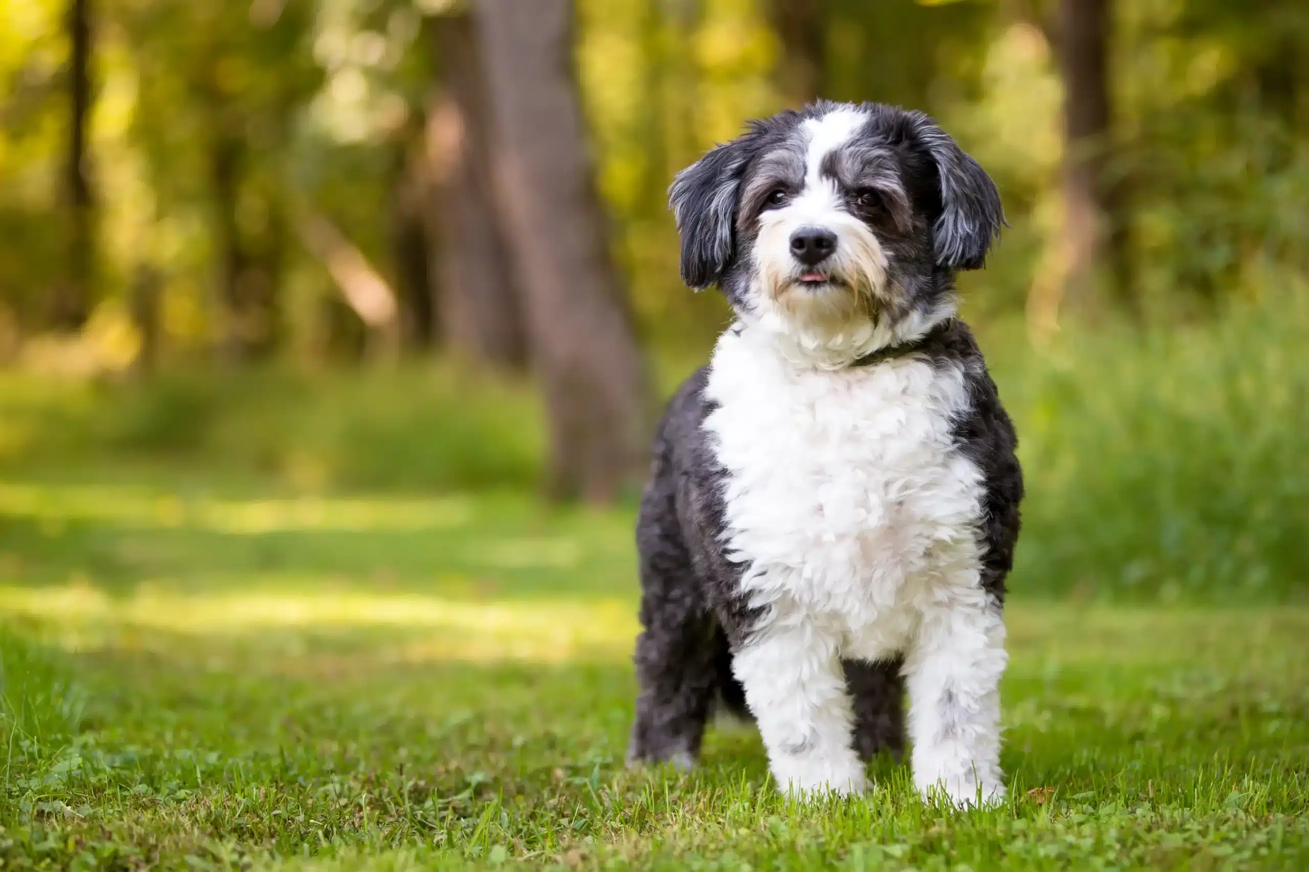 Read more about the article Shih-Poo crescător
