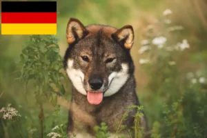 Read more about the article Shikoku crescători și căței în Germania