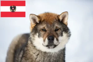 Read more about the article Shikoku crescători și căței în Austria