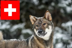 Read more about the article Shikoku crescători și căței în Elveția