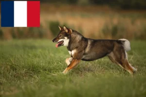 Read more about the article Shikoku crescători și căței în Franța