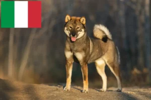 Read more about the article Shikoku crescători și căței în Italia