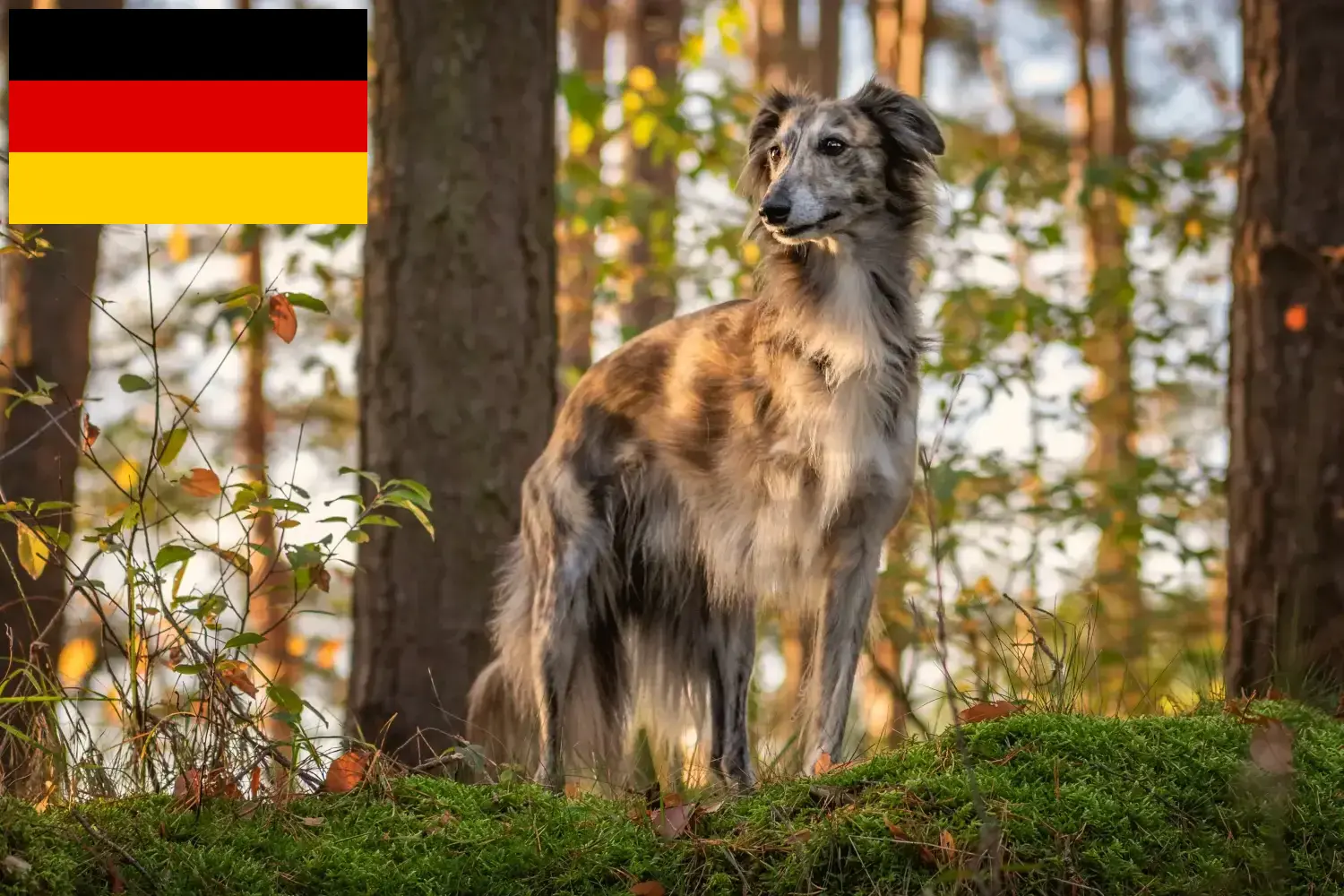 Silken Windsprite cățeluși și crescători Germania Aici puteți găsi crescători de Silken Windsprites din Germania.