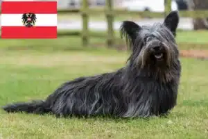 Read more about the article Skye Terrier crescători și căței în Austria