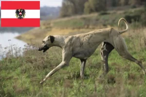 Read more about the article Sloughi crescători și căței în Austria