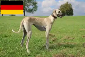 Read more about the article Sloughi crescători și căței în Germania
