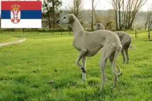 Read more about the article Sloughi crescători și căței în Serbia