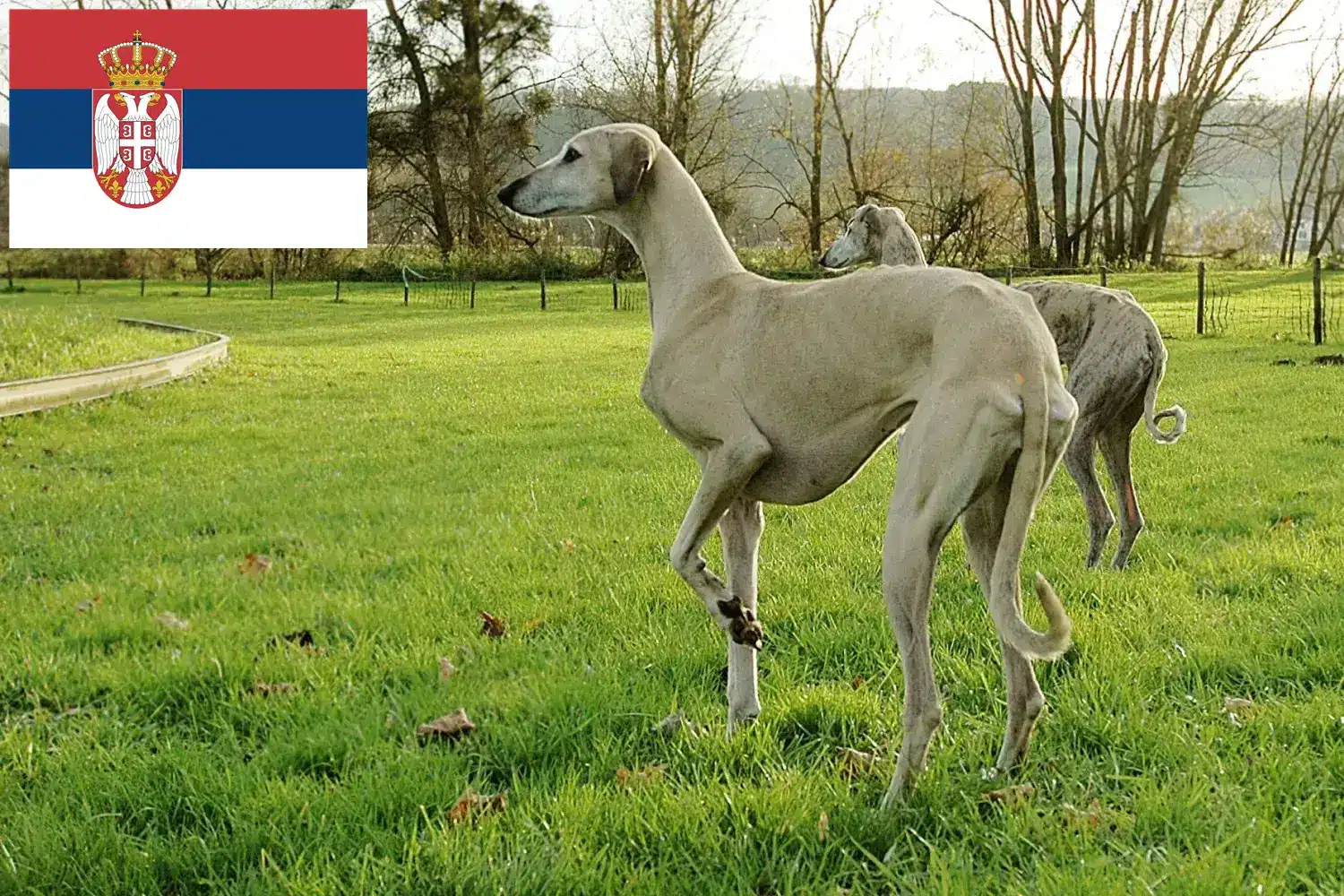 Read more about the article Sloughi crescători și căței în Serbia