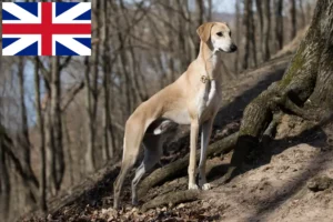 Read more about the article Sloughi crescători și căței în Marea Britanie