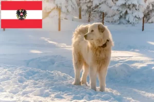 Read more about the article Slovensky Cuvac crescători și căței în Austria