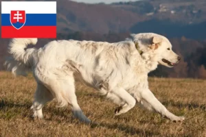 Read more about the article Slovensky Cuvac crescători și căței în Slovacia