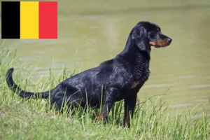 Read more about the article Slovenský kopov crescători și căței în Belgia