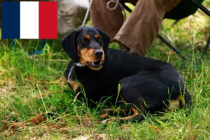Read more about the article Slovenský kopov crescători și căței în Franța