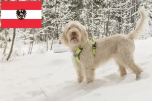 Read more about the article Spinone Italiano crescători și căței în Austria