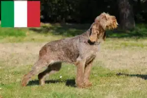 Read more about the article Spinone Italiano crescători și căței în Italia