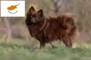 Read more about the article Spitz crescători și căței în Cipru