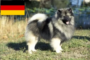 Read more about the article Spitz crescători și căței în Germania