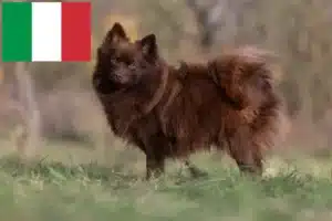 Read more about the article Spitz crescători și căței în Italia