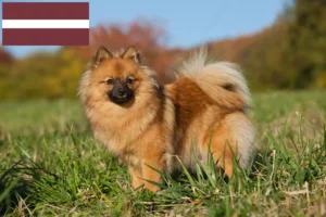 Read more about the article Spitz crescători și căței în Letonia