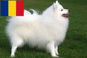 Read more about the article Crescători de Spitz și căței în România