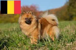 Read more about the article Spitz crescători și căței în Belgia