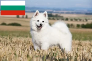 Read more about the article Spitz crescători și căței în Bulgaria